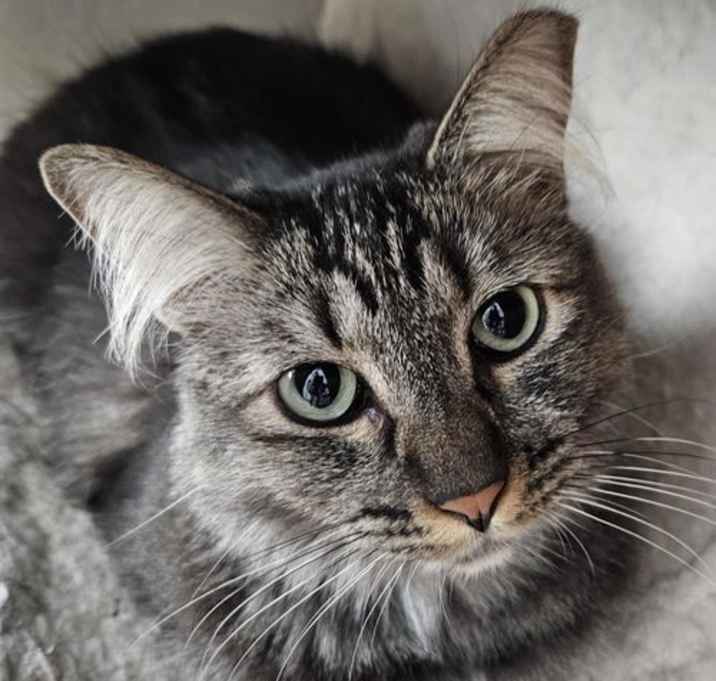 Photo of Petey Wolf
