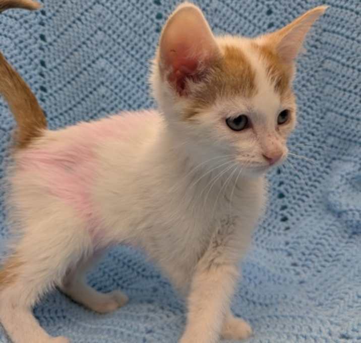 Photo of Blueberry