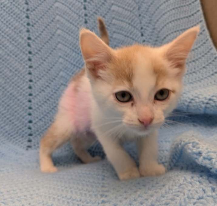 Photo of Raspberry