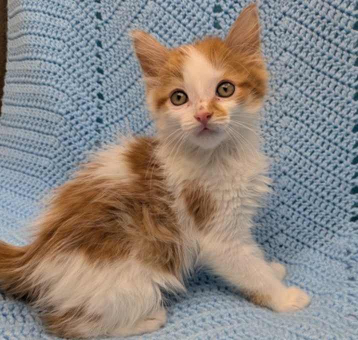 Photo of Strawberry