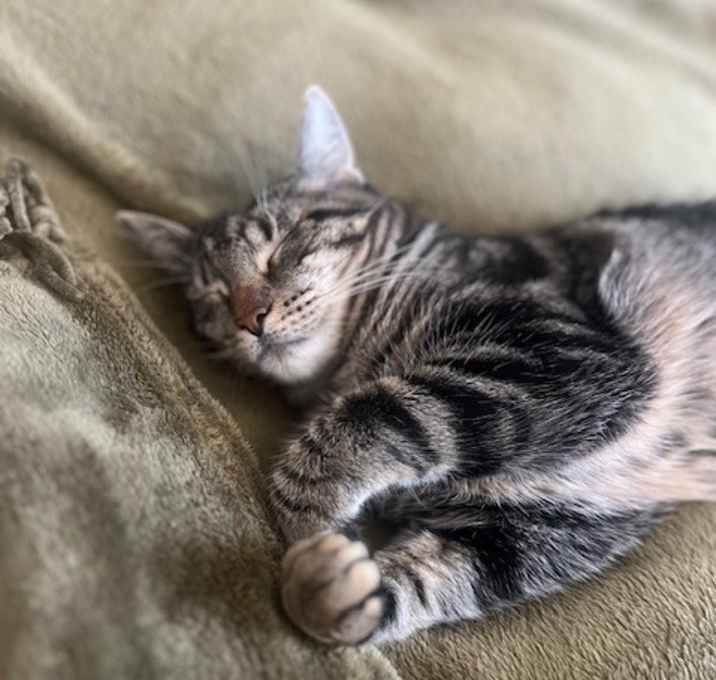 Photo of Mocha