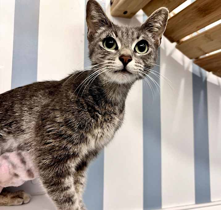 Photo of Perdita
