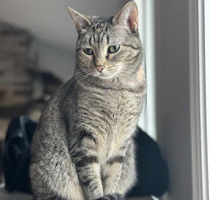 Photo of Tikki