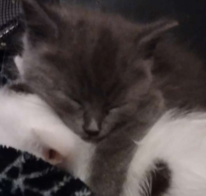Photo of Luna