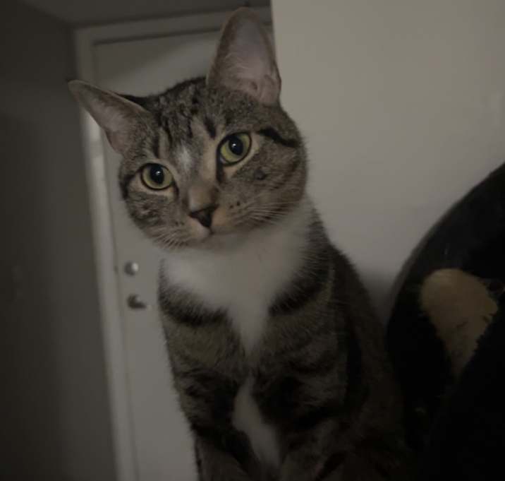 Photo of Dahlia