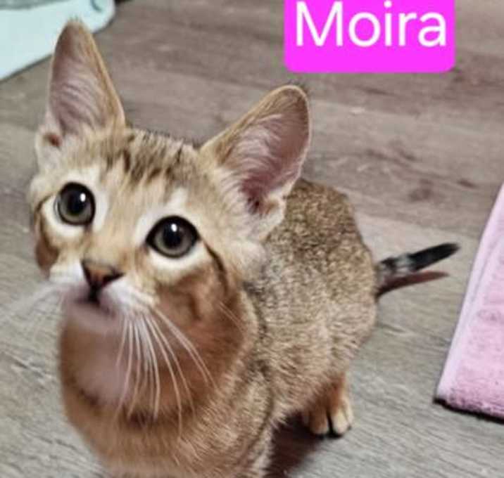 Photo of Moira