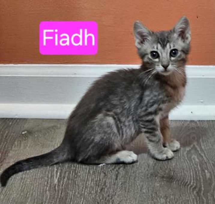 Photo of Fiadh