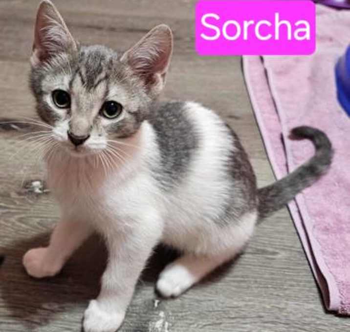 Photo of Sorcha