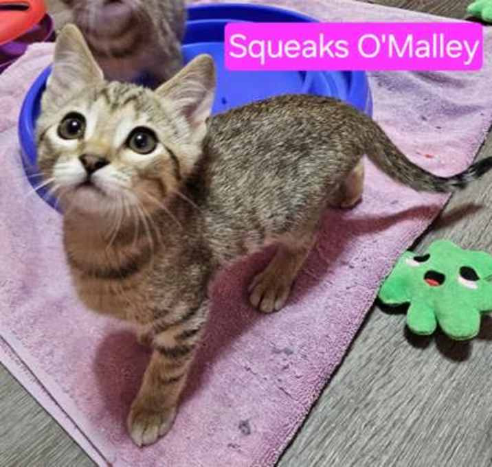 Photo of Squeaks O'Malley
