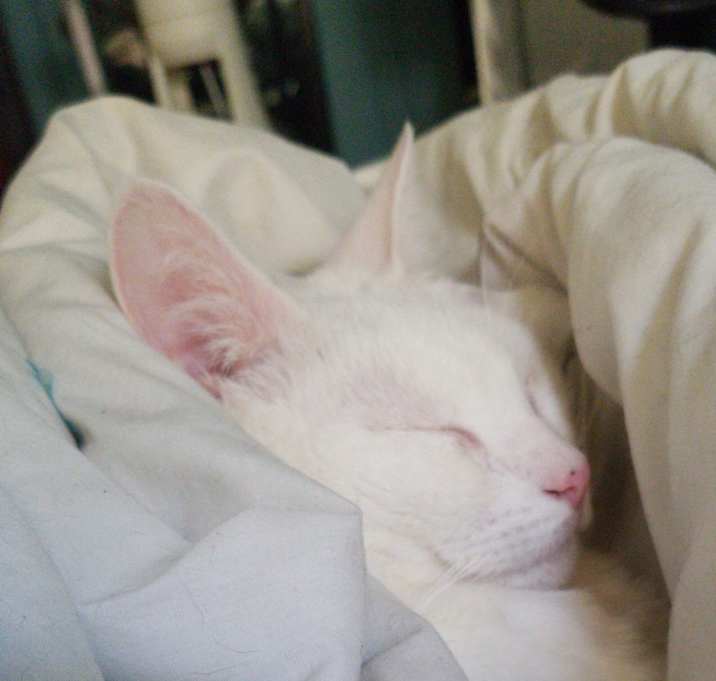 Photo of Angel Eyes