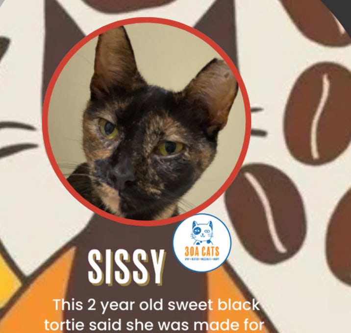 Photo of Sissy
