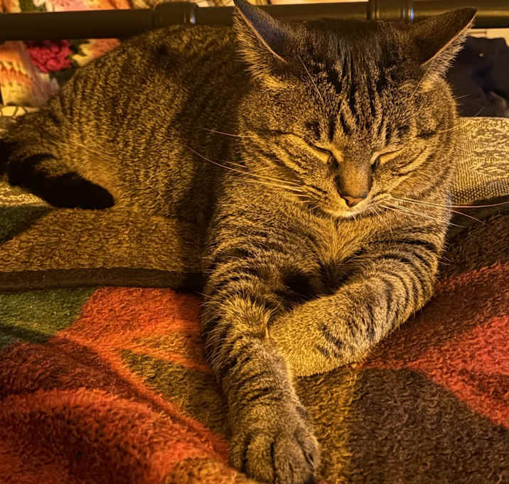 Photo of Mochi