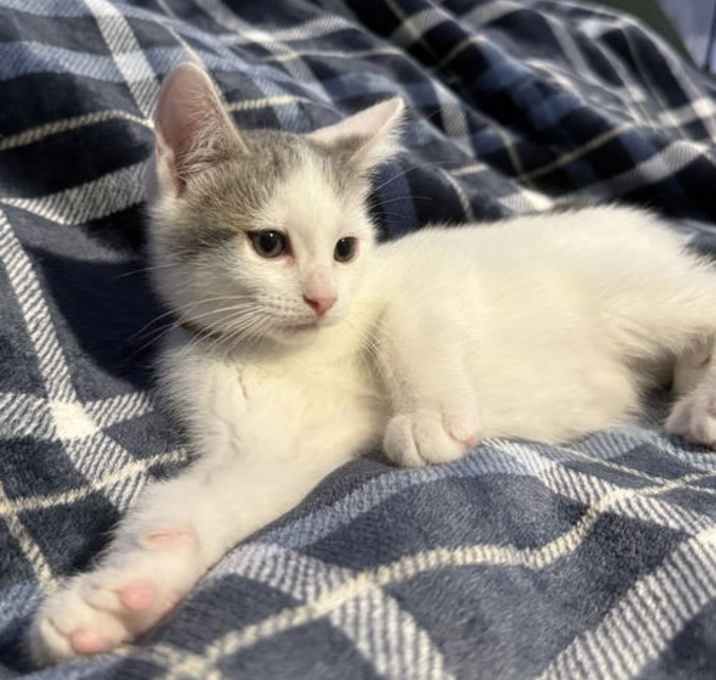 Photo of Zucchini