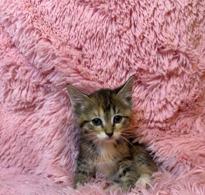 Photo of Cleo