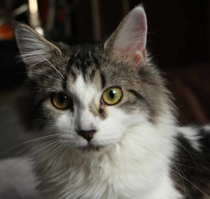 Photo of Fifi
