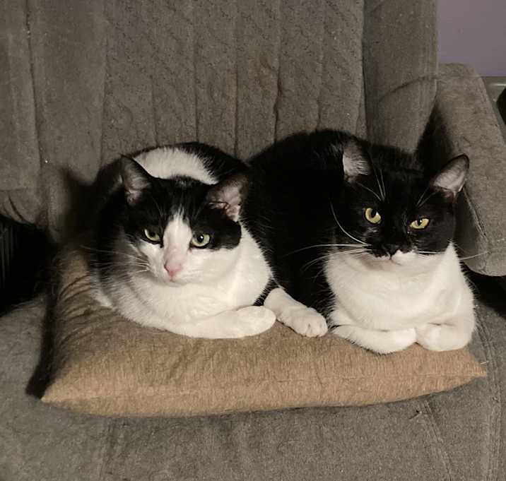 Photo of Mindy bonded with Mervin