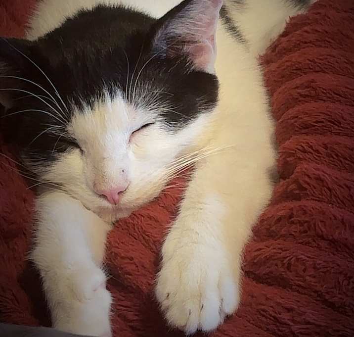 Photo of Simon