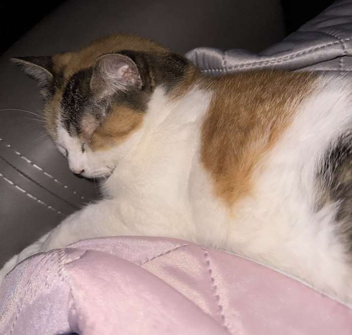 Photo of Paisley