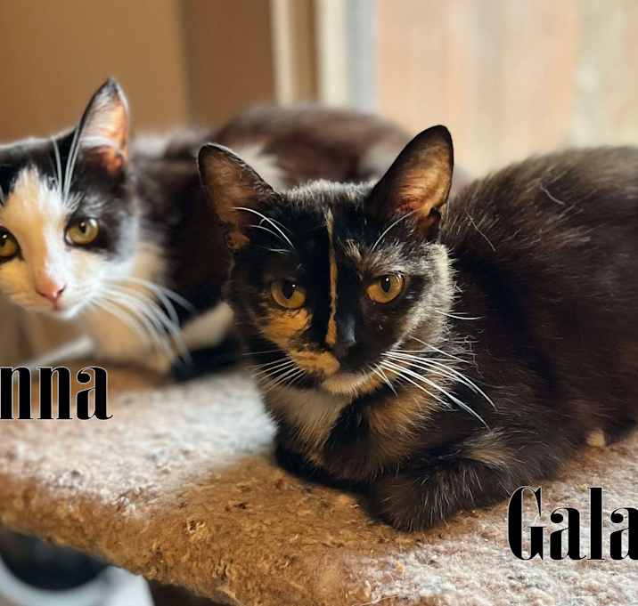 Photo of Galaxy