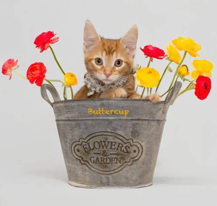 Photo of Buttercup