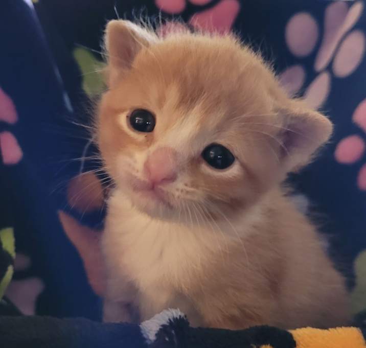 Photo of Simba