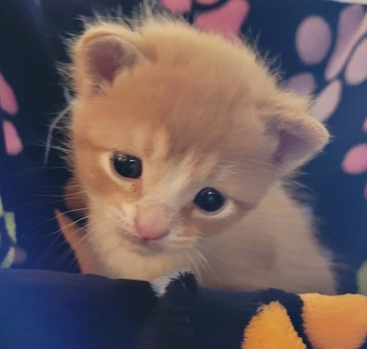 Photo of Oliver