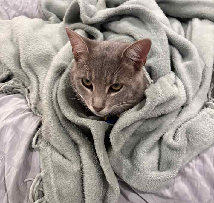 Photo of Grey