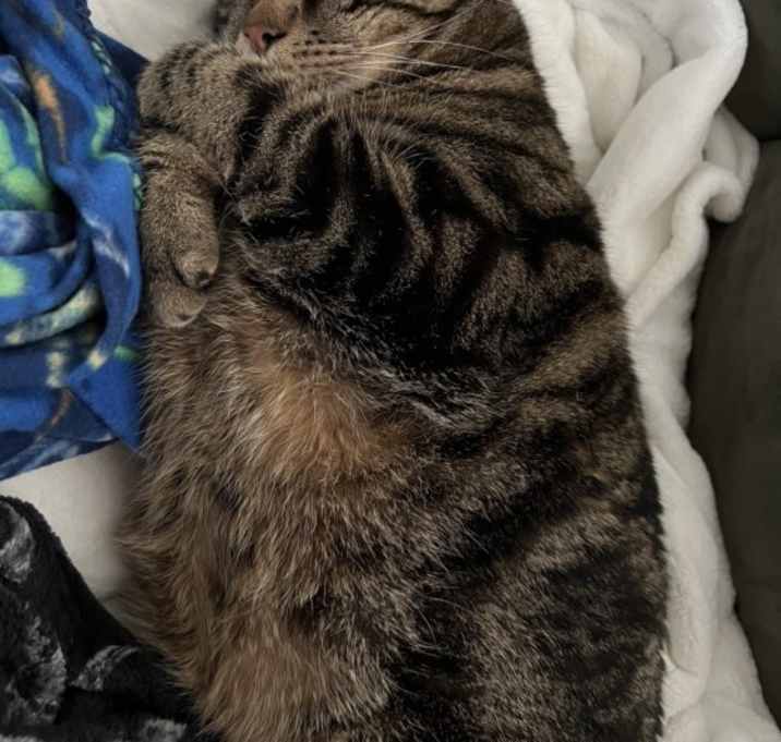 Photo of Rex