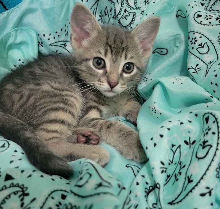 Photo of Lychee
