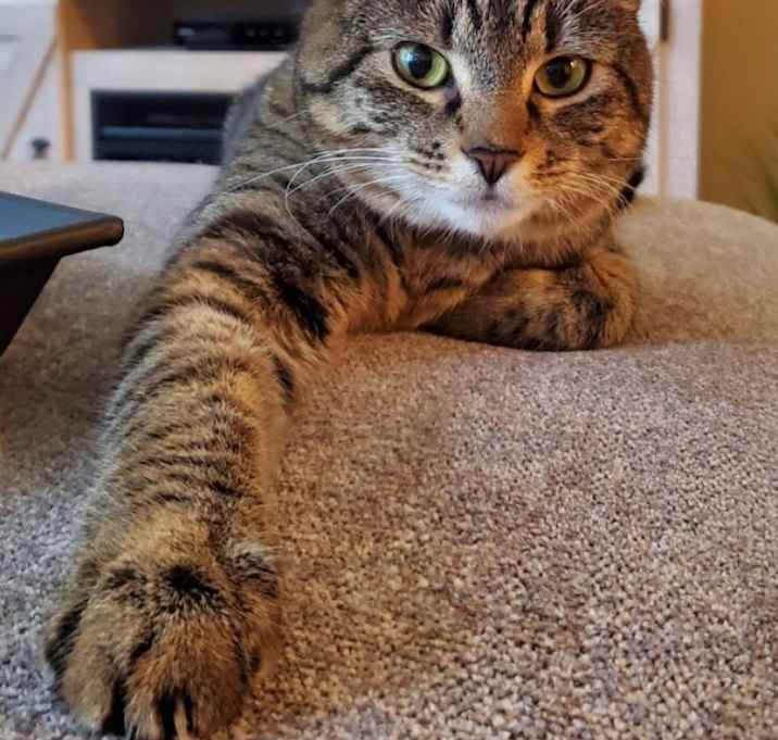 Photo of Coco