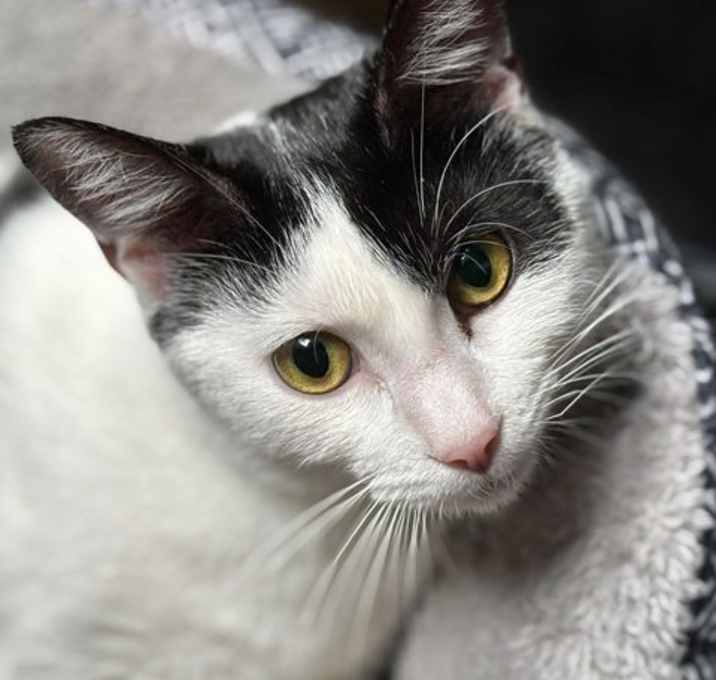 Photo of Smooch