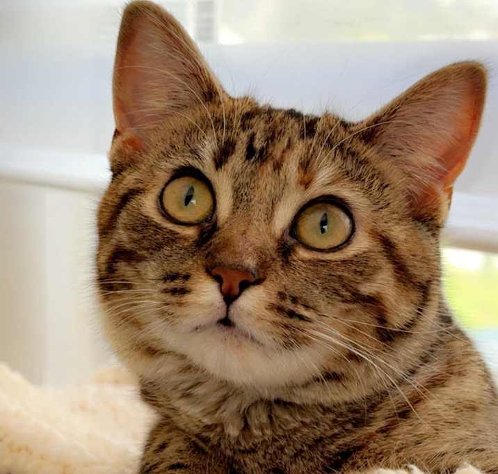 Photo of Nova