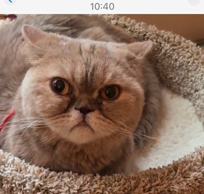 Photo of Lily