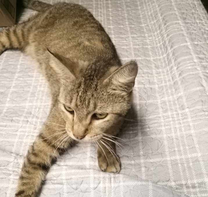 Photo of Tiger