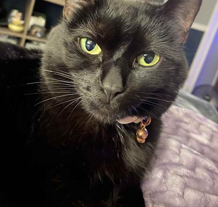 Photo of Phoebe