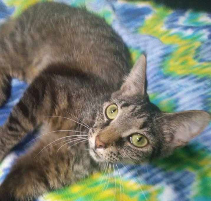 Photo of Tallulah