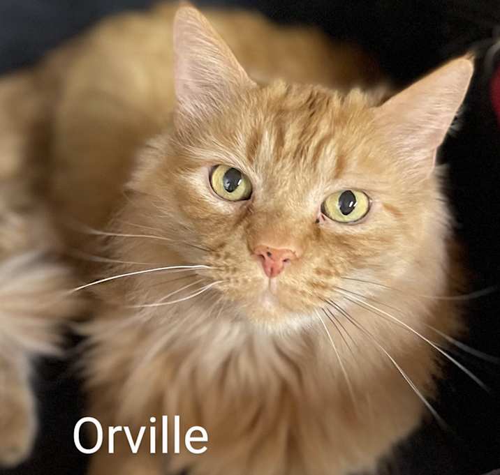 Photo of Orville