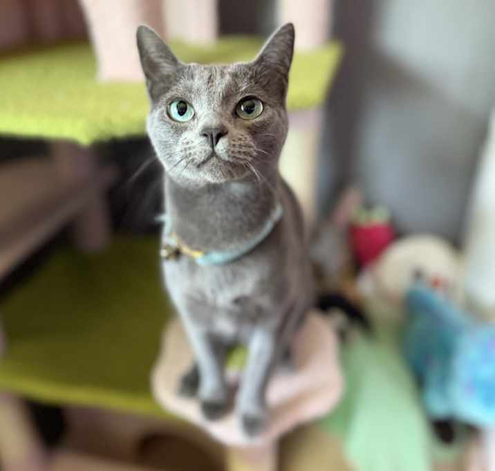 Photo of Nitro
