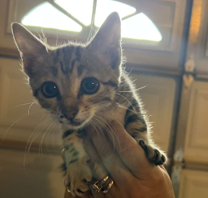 Photo of Tiger