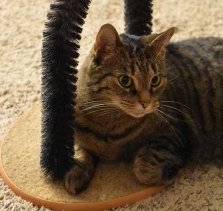 Photo of Party Cat