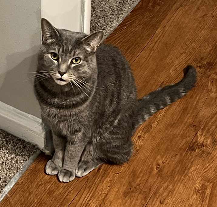 Photo of Lil' Dicky (The Cat)