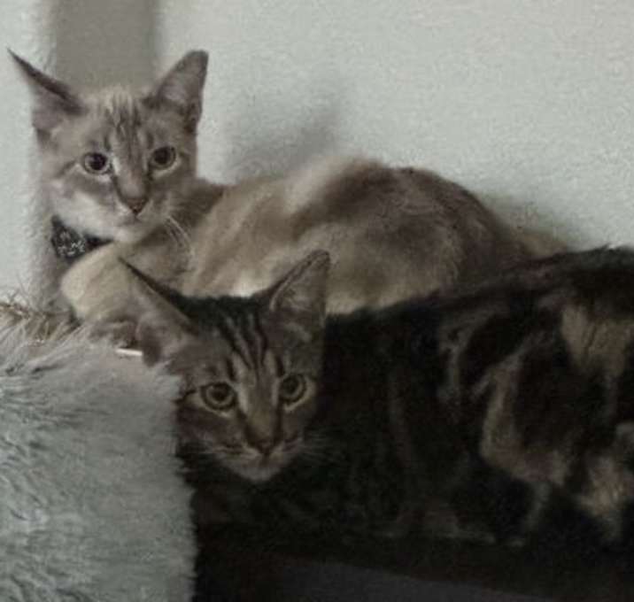 Photo of Tom & Jerry - bonded brothers