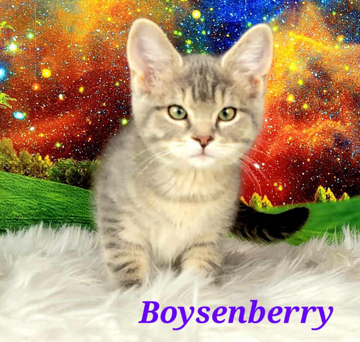 Photo of Boysenberry
