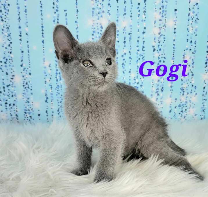 Photo of Gogi