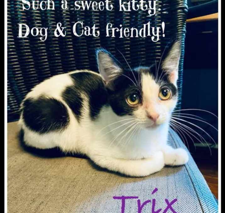 Photo of Trix, Willow Grove area, (FCID 05/29/2025-154)