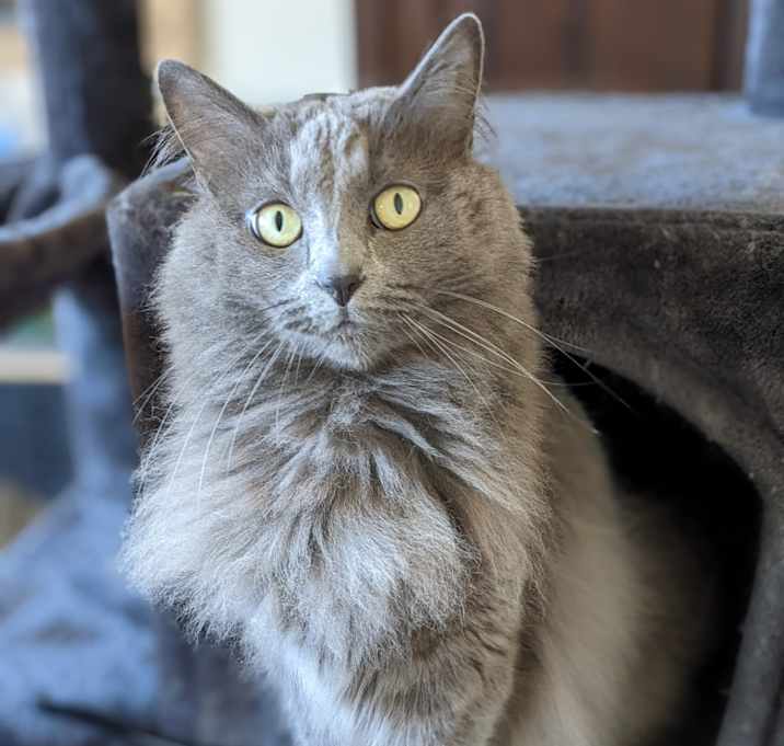 Photo of Cinderella "Cinder"