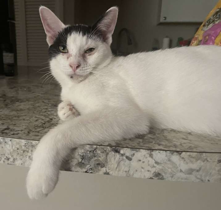 Photo of Dagger