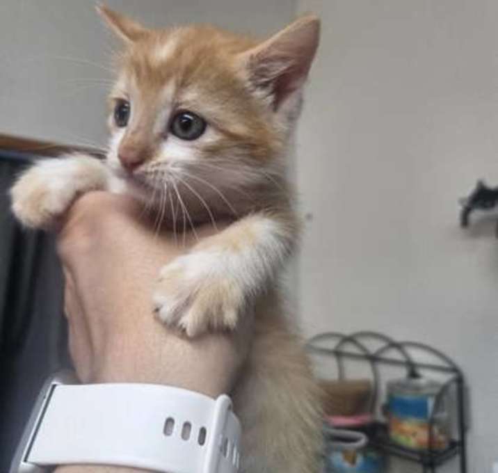 Photo of Rogue