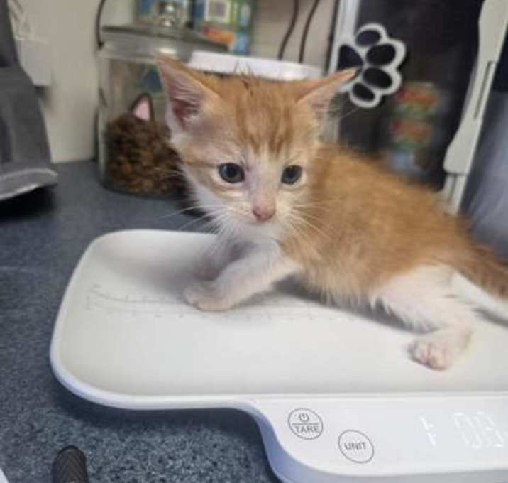 Photo of Gambit