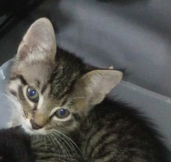 Photo of Brave